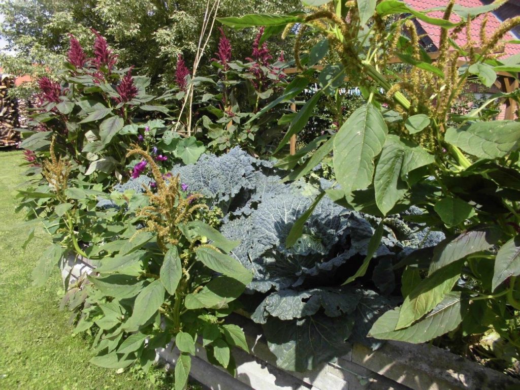 Ein Garten nach der Kohlekur Pflanzenkohle aus der Börde.