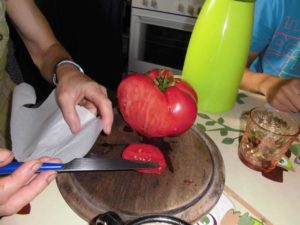 Die größte Ochsentomate wiegt bereits jetzt ca. 1 kg und es sind noch weitere 11 Tomaten an einer Pflanze - in einem Topf mit Kohleerde.